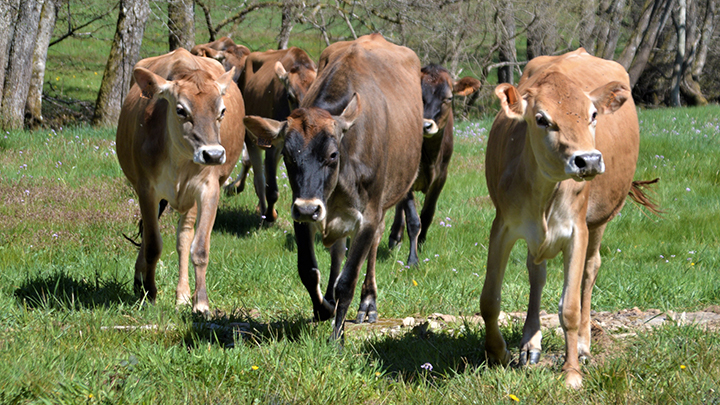 Ferme des Champs Fleuris