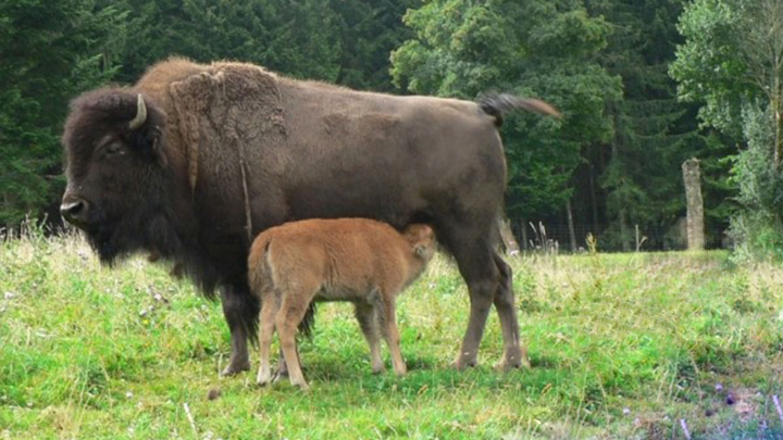 Les Bisons de Bacara & du Sachuron