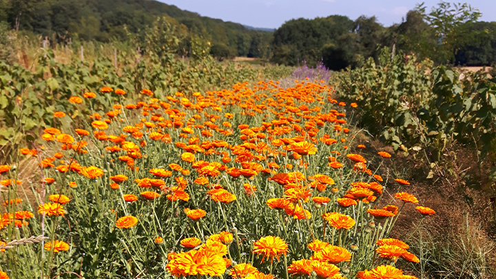 Le Jardin en Herbier